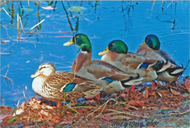 124 - SPBW 4 Mallards can 152890009