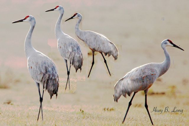 127 - PW Sandhill Cranes(4) disagree 1B (1-25-12)
