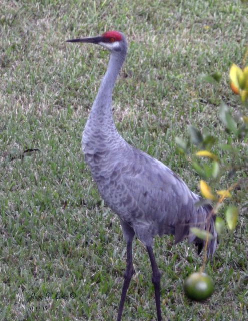 128 - PBW Crane, Sandihilll single  1 10-12-15DSC_4568