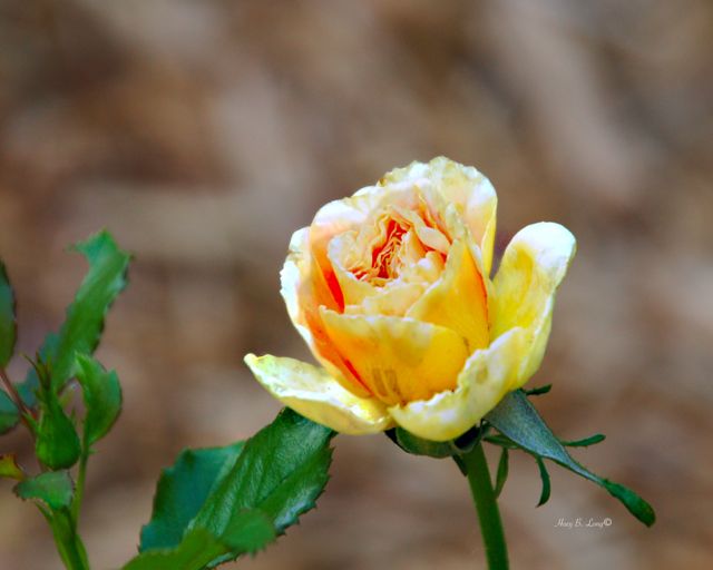 130 - PFLD Rose Yellow2A 10-13-13DSC_4849