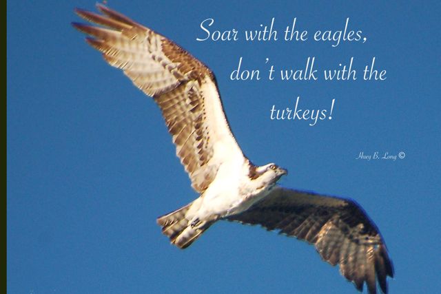 134 - TXTSoar eaglesOspreyinflgt 1A (2-7-12)