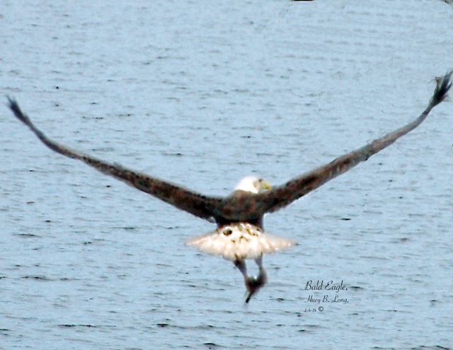 135 - PBW Bald Eagle fishcatch 1 (1-4-14)DSC_6073