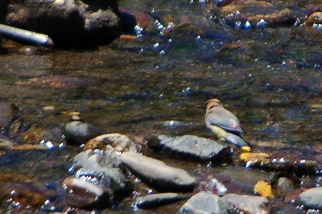 11 - CedarWaxwingbathing2