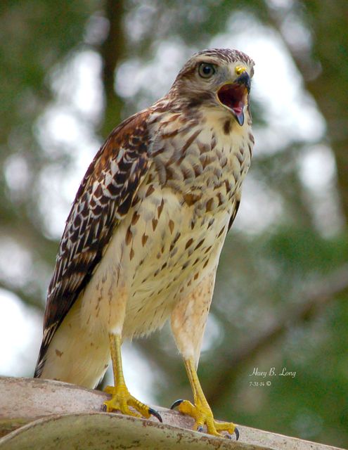 PBW Hawk n Palm screech ed 7-31-14,7-16-14DSC_6800