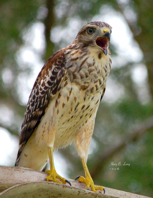 PBW Hawk n Palm screech ed 7-31-14,7-16-14DSC_6800