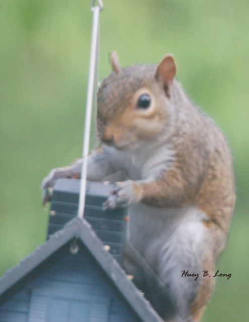 PW Squireel Billy's birdhouse 2 (6-7-12)