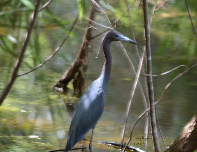 18 - PBW ? Heron stand in pool 4 6-25-14DSC_3036