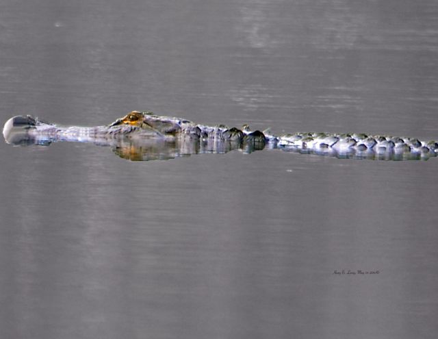 19 - P Alligator rising 2 5-18-14- 5-14-14DSC_2872