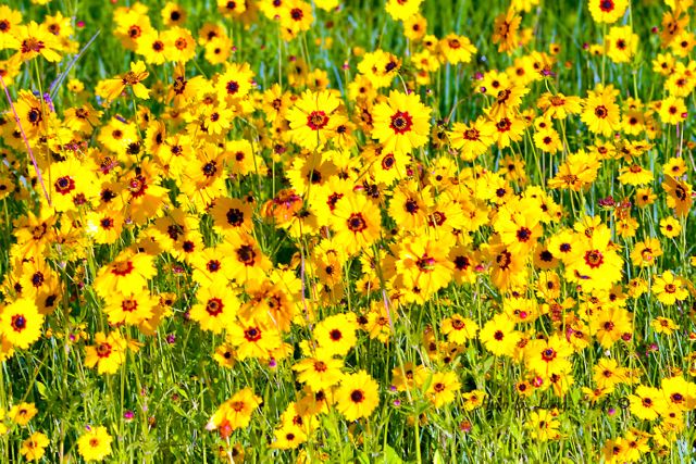 4 -PFL Coreopsis 1 5-11-14 5-4-14DSC_2759